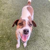 Thumbnail photo of Ivory #1