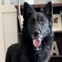 Thumbnail photo of Trent (Trigger) (Cocoa) #1