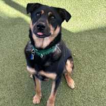 Thumbnail photo of Mr. Duckie #3