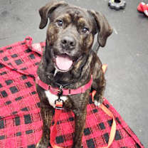 Thumbnail photo of Porky #1