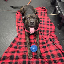 Thumbnail photo of Porky #2