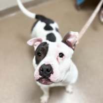 Thumbnail photo of Mabel #3