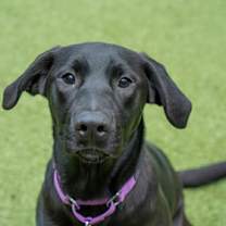 Thumbnail photo of Tweedle Dee #1