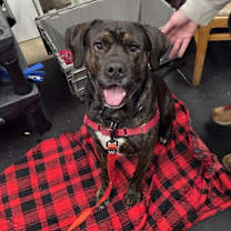 Thumbnail photo of Porky #3