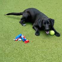 Thumbnail photo of Tweedle Dee #2