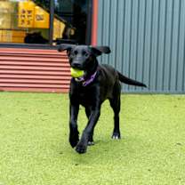 Thumbnail photo of Tweedle Dee #3