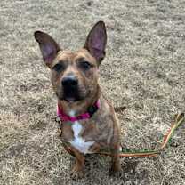 Thumbnail photo of Apollo #1