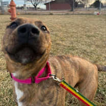 Thumbnail photo of Apollo #2