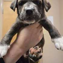 Thumbnail photo of Mistletoe #2