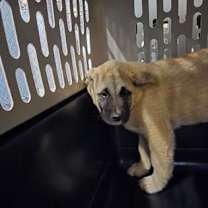 Thumbnail photo of Snoopy #2