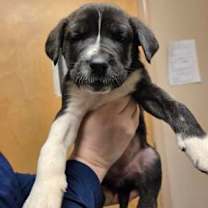 Thumbnail photo of Twinkle #2