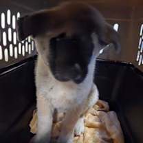 Thumbnail photo of Charlie Brown #2