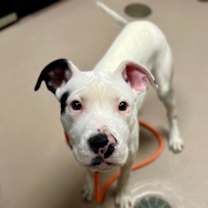 Thumbnail photo of Shmooker #1