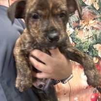 Thumbnail photo of Aladdin* #1