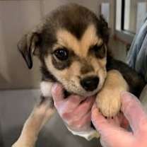 Thumbnail photo of Buck #1