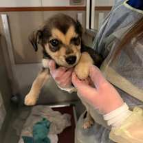 Thumbnail photo of Buck #2