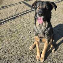 Thumbnail photo of ALBERT #1