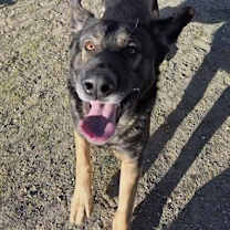 Thumbnail photo of ALBERT #3