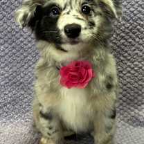 Thumbnail photo of Merry #3