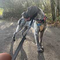 Thumbnail photo of Bruno #1