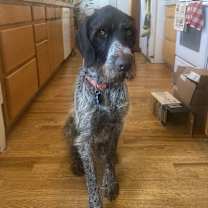 Thumbnail photo of Bruno #2