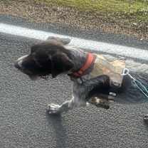 Thumbnail photo of Bruno #3