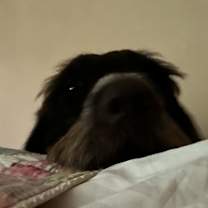 Thumbnail photo of Bruno #4