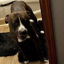 Thumbnail photo of Rico #1