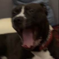 Thumbnail photo of Rico #2