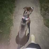 Thumbnail photo of Rico #3