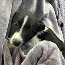 Thumbnail photo of Rooster #1