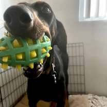 Thumbnail photo of Roxy #4