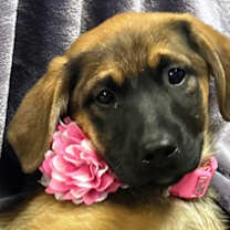 Thumbnail photo of S'mores #1