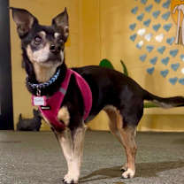 Thumbnail photo of Nettie 13653 #1