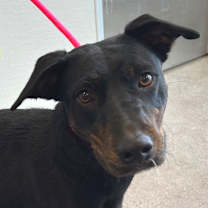 Thumbnail photo of Korra #4