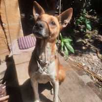 Thumbnail photo of Papaya #2