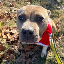 Thumbnail photo of Brunswick stew #4