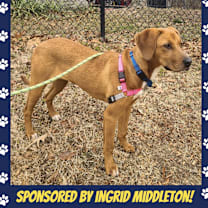 Thumbnail photo of Laurel #1