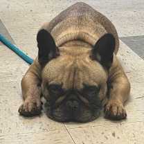 Thumbnail photo of Ziggy #2