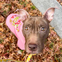 Thumbnail photo of Babu #3