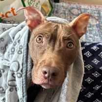 Thumbnail photo of Babu #4