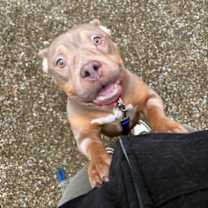 Thumbnail photo of Sweet Potato #4