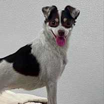 Thumbnail photo of Animal #4