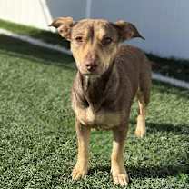 Thumbnail photo of Remy  #3