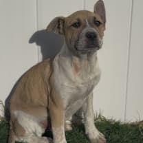 Thumbnail photo of Jasmine #4