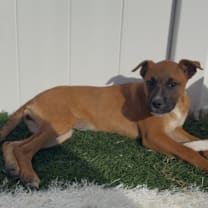 Thumbnail photo of Cinnamon #3