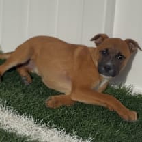 Thumbnail photo of Cinnamon #4