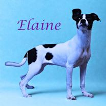 Thumbnail photo of Elaine D25-157 #4