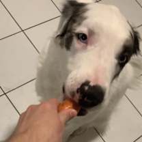 Thumbnail photo of Yoda #4