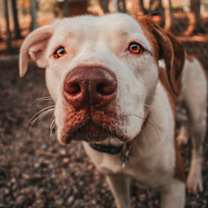 Thumbnail photo of Veronica #1